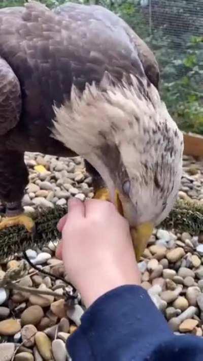 Eagle too close