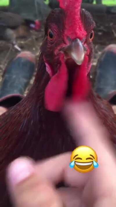 bRUtAL chIckEn AbuSE CaugHT on VIdEo (sound on)