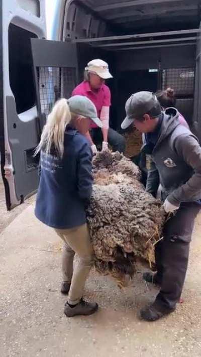 Rescuing an incapacitated sheep and removing 40kg of wool