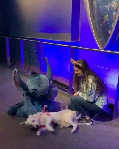 'Ezra' a service dog gets a well deserved break to go to meet her favorite character Stitch
