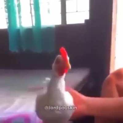 Gyroscope Chicken 🐓