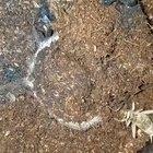 A trapdoor spider feeding