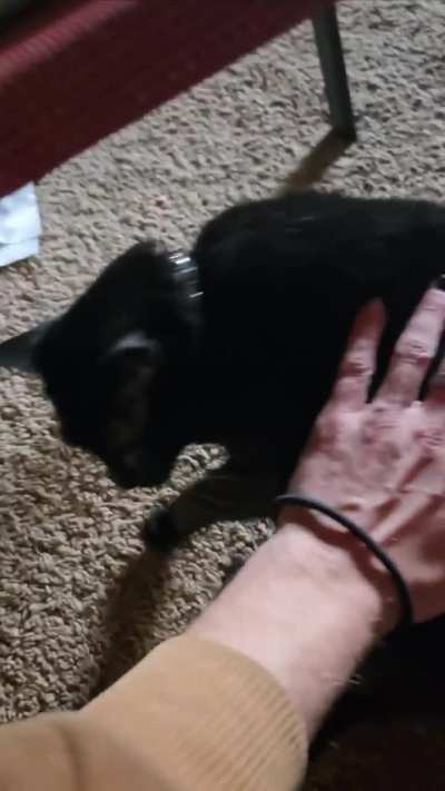 My cat every time I touch her