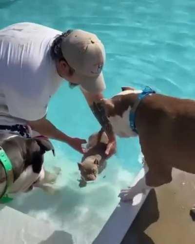Good boys teach puppy how to swim