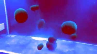 Previously undocumented goobab behavior?