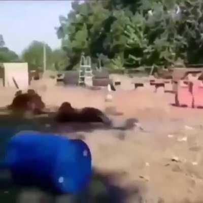 When you don't specify which dog