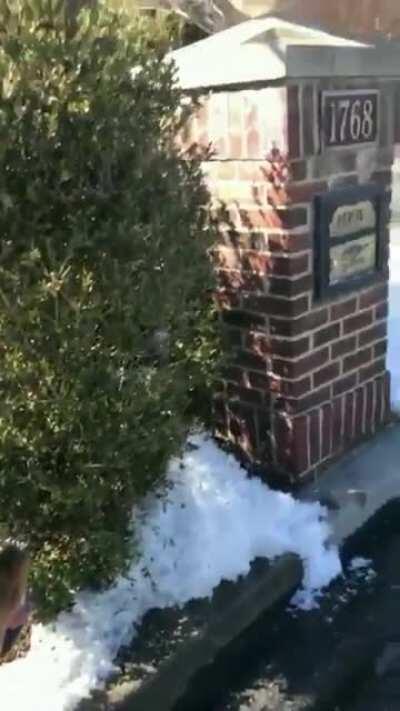 What do you want dog?