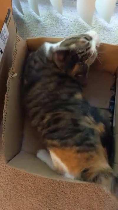 Daphne likes to do donuts in her box and occasionally scream after she's had a huff of the ol' nip