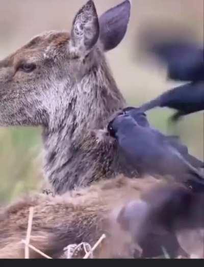 Birds collecting excess fur from a deer to build a nest later