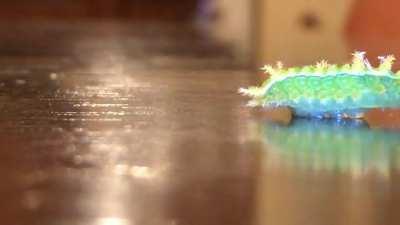 Spiney Oak Slug Caterpillar. ❤️