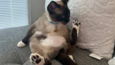 My very unprofessional office mate doing his best blep