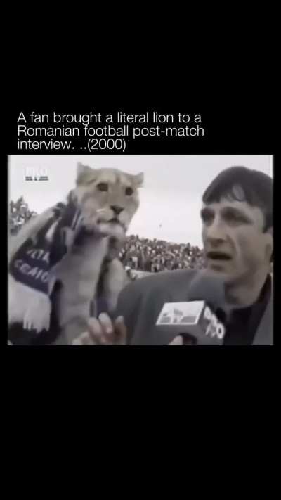 Lion was like, Yeah they played good