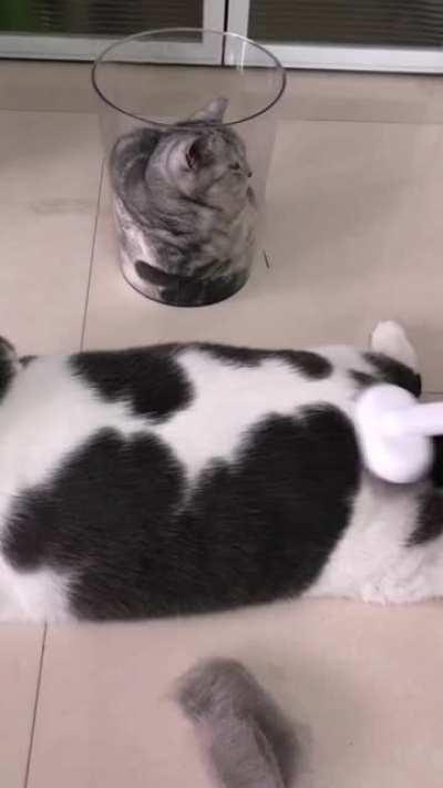 The hair from Piggy can be rolled into a ball, and this brush removes so easily.