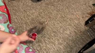 Crumb is learning to stack cups!