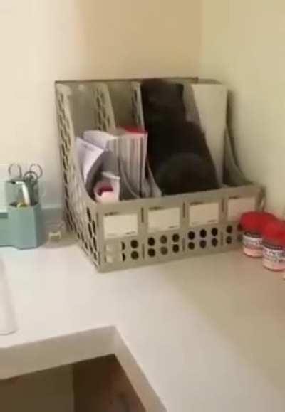 It's filed under C for Cats