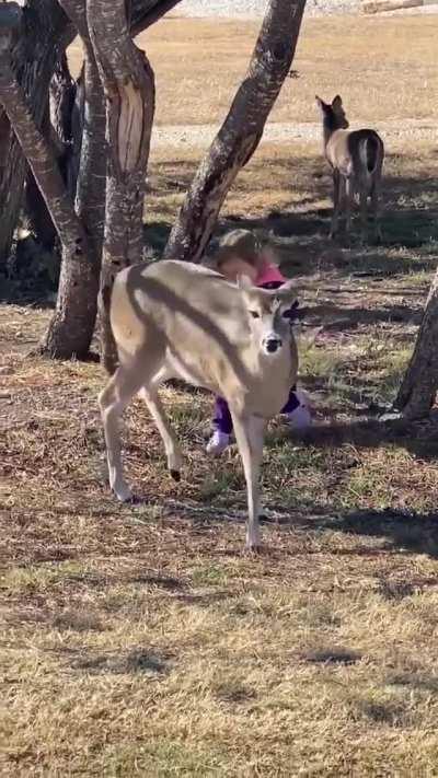 A baby meets a deer