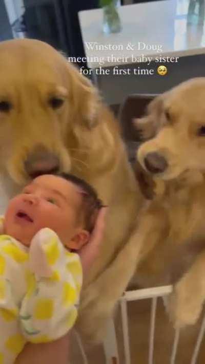 Doggie offering his donut toy to his new baby sister