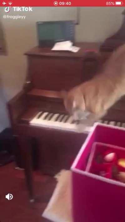 Catculation malfunction