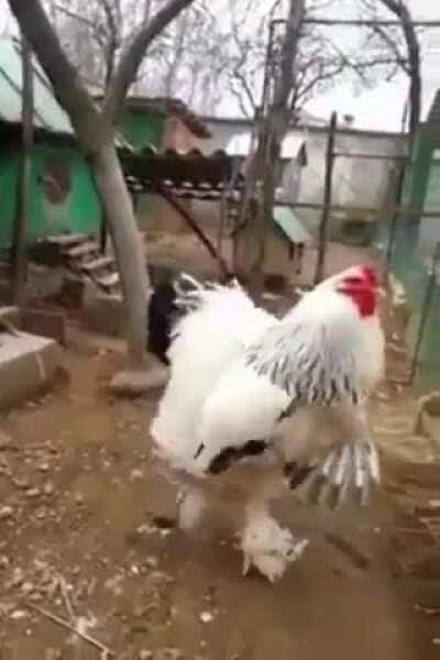 It just keeps on getting bigger!