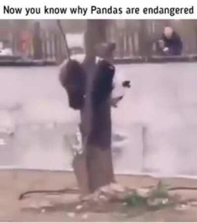 The panda Kween's people are endangered! why, you ask?