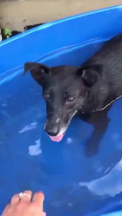 Doggo having the time of his life!