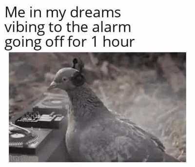 DJ Pigeon with the beats