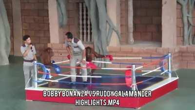 Majestic performance from Bobby last night on UOF (Ultimate orangotan fight)