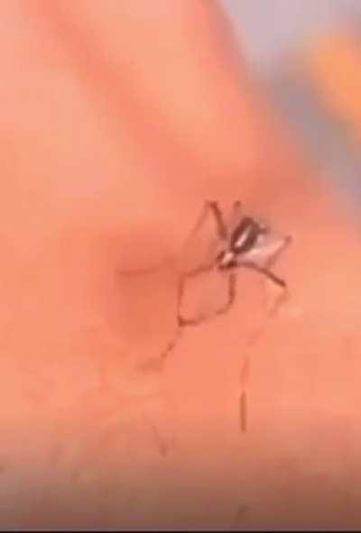 Nem mosquito escapa...