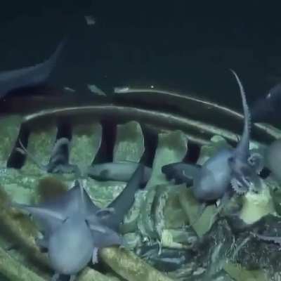 How many different species can you see feeding on this small whale carcass?