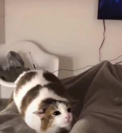 Charging up for a pounce