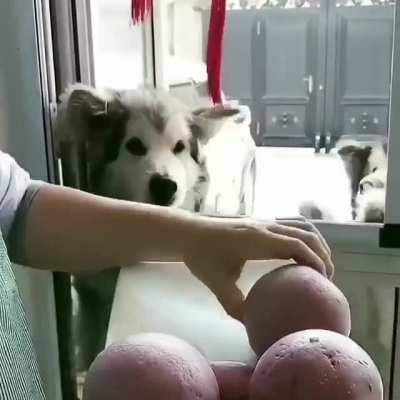 HoOmAn FoRcInG dOgS tO eAt RoCkS