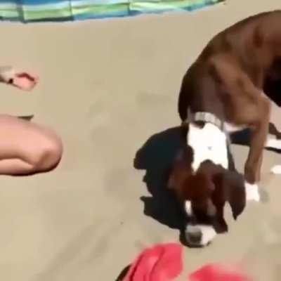 The most thoroughly baffled dog on the planet: