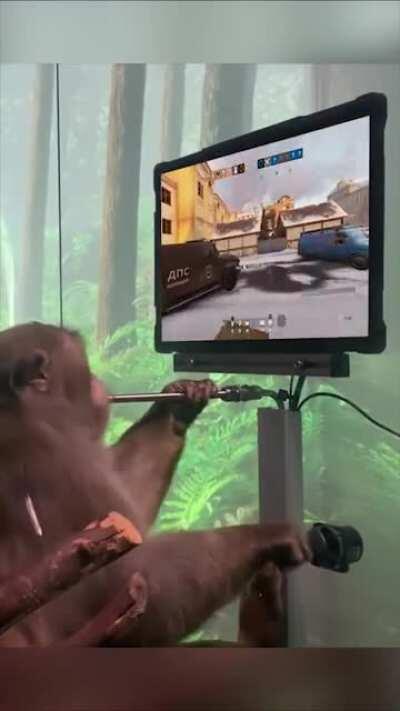 this dude kills you in ranked wyd?