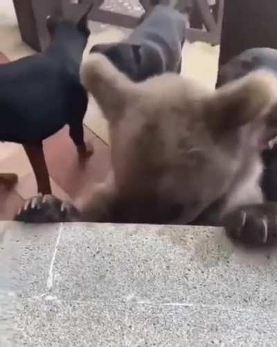 No sense in telling him he's not a dog