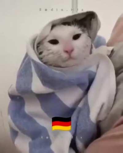 There are two kinds of cats