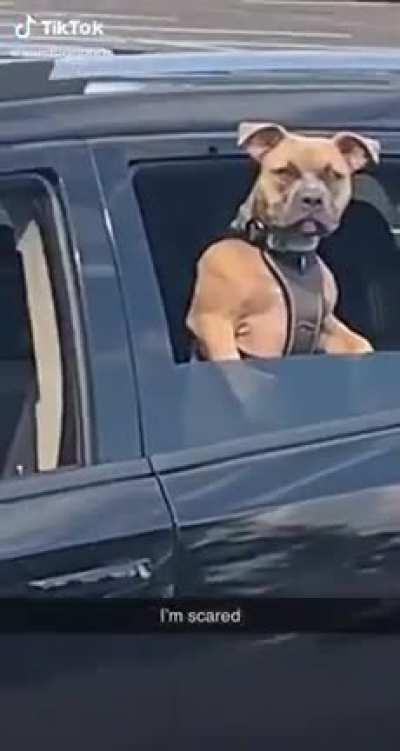 The beefiest dog knows he’s alpha