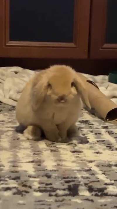 yoyo doing some spring cleaning!