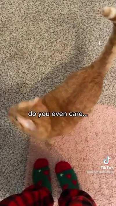 Chatty cats are the best