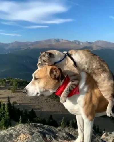 Лучшие друзья