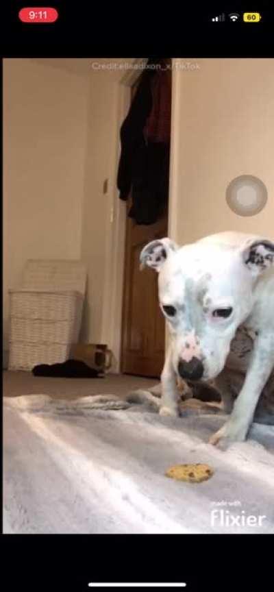 I imagine this is what a dog’s version of hell is