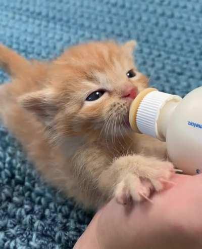 Temp fostering this baby and his brother until we can get their diarrhea issues back on track. Finally started eating well today!