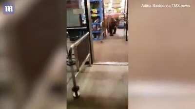 Surprising moment bear wanders into a California grocery store through motion sensor doors and grabs a bag of Tostitos chips to eat.