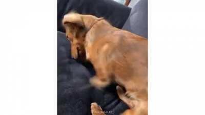 Hilarious and heartwarming: the dogs of 2020..