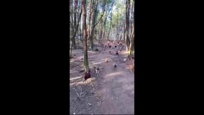 [OTHER] Real life Cucco attack