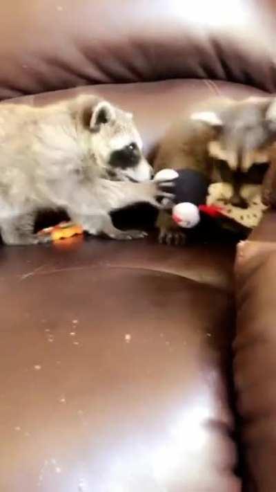 Sibling rivalry 🦝🦝 they’re not actually from the same litter but they act like brother and sister.