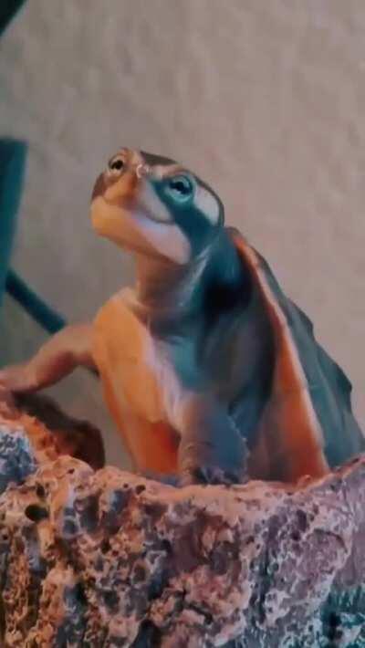 This very happy turtle