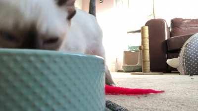 Grandma Sushi likes to shout “owa owa” whilst he eats