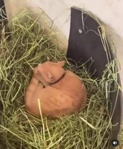 There's a cat in my food