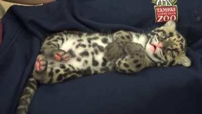 Clouded leopard cub taking a nap