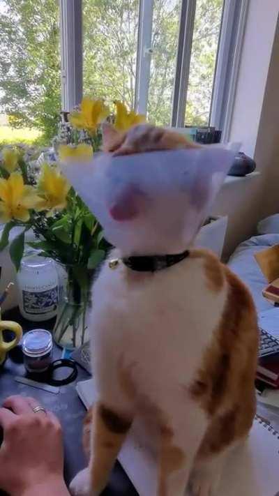 The cone is on to stop him licking his chest, sigh